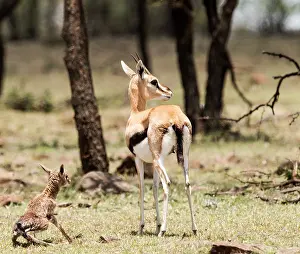 Thomsons: Thomson's Gazelle with just born calf