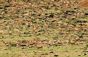 Thomsons: Thomson's Gazelle - Large herd on rocky hillside