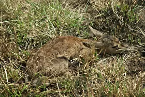 Thomsons: Thomson's Gazelle - Lying down in grass