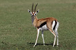 Gazelle: Thomson's Gazelle, Maasai Mara, Kenya
