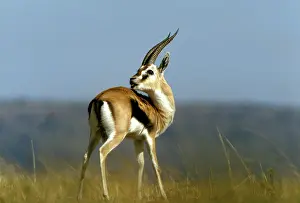 Thomsons: Thomson's Gazelle - male with head turned backwards