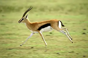 Thomsons: Thomson's Gazelle - Male running