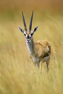 Thomsons: Thomson's Gazelle - Male standing in long grass