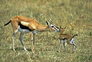 Thomson: Thomson's Gazelle - mother and young baby