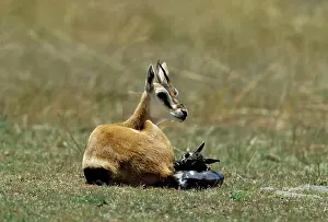 Thomson: Thomson's Gazelle - mother and young baby