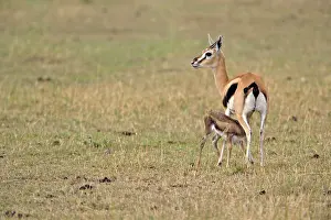 Thomsoni: Thomson's Gazelle with newborn baby nursing