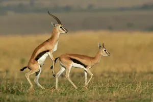 Thomsons: Thomson's Gazelle - pair about to mate