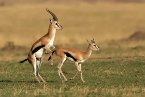 Thomsons: Thomson's Gazelle - pair about to mate
