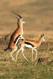 Thomsons: Thomson's Gazelle - pair mating