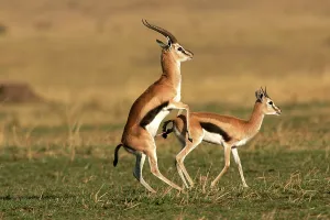 Thomsons: Thomson's Gazelle - pair mating