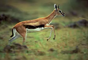 Thomson: Thomson's Gazelle - running