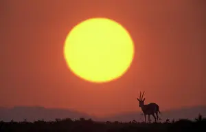 Thomsons: Thomson's Gazelle sunset