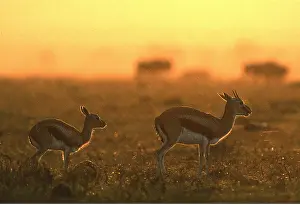 Antelopes: THOMSON'S GAZELLE - sunset, under the rain