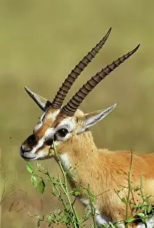 Thomson: Thomson's Gazelle - territorial scent marking
