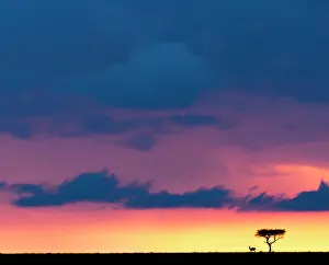 Thomsons: Thomson's Gazelle under a tree at dusk sunset