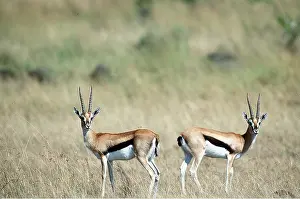Thomsons: THOMSON'S GAZELLE - x two