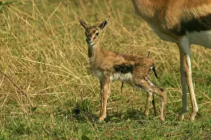 Thomsons: Thomson's Gazelle - Young