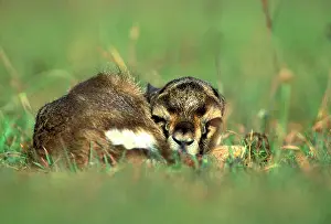 Thomson: Thomson's Gazelle - Young, lying down