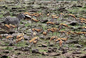 Thomson: Thomson's Gazelle & Zebra