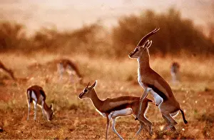 Thomsons: THOMSON'S GAZELLES - mating