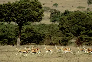 Thomson: Thomson's GAZELLES - running herd