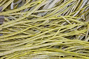 Elongata: Thongweed - exposed at low tide