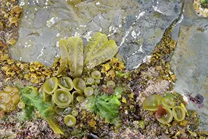 Elongata: Thongweed - showing toadstool shaped growth around