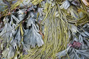 Seaweeds: Thongweed - and Toothed Wrack (Fucus serratus)