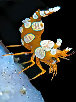 Prawn: Thor shrimp (Thor amboinensis), Lembeh, North Sulawesi