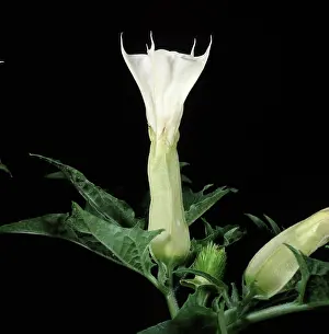 Trumpet: Thorn Apple in Flower