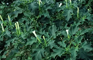 Trumpet: Thorn Apple in Flower