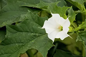 Naturalised: Thorn Apple - in flower and fruit. Naturalised in UK