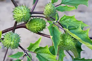 Datura: Thorn Apple of Jimson Weed