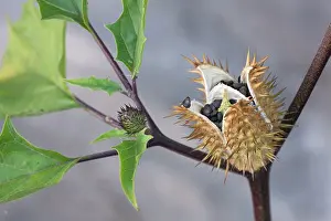 Datura: Thorn Apple of Jimson Weed of Datura