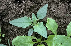 Datura: Thorn apple plant