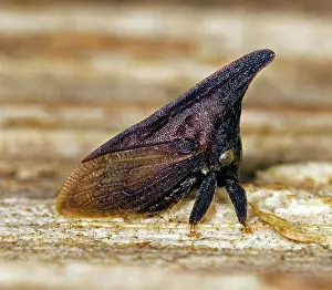 Mimicry: Thorn Mimic Treehopper