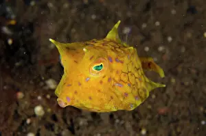 Spine: Thornback Cowfish