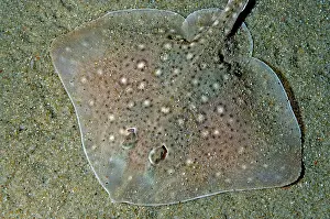 Buried: Thornback Ray buried in sand on the sea bed