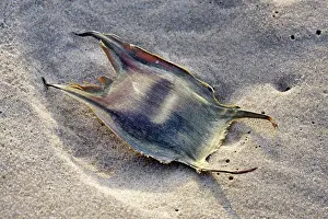 Thornback: Thornback Ray - ray eggcase on the beach