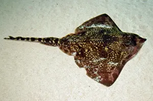 Thornback: Thornback ray - on seabed