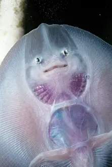 Rays: Thornback Skate fish - underside of young