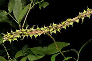 Bugs: Thornbug mimicry