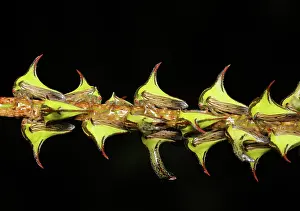 Bugs: Thornbug mimicry