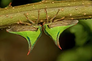 Thornbug: Thornbugs