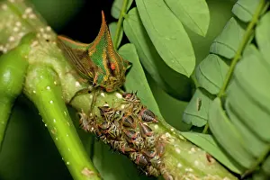 Thornbug: Thornbugs