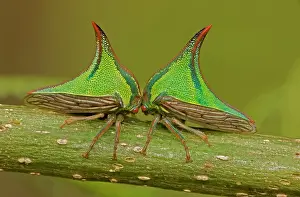 Thornbug: Thornbugs