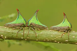 Thornbug: Thornbugs
