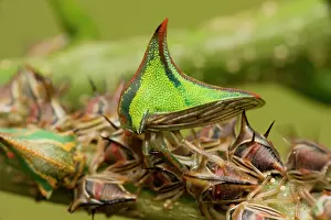 Thornbug: Thornbugs