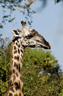 Luangwa: Thornicroft Giraffe (Giraffa camelopardalis