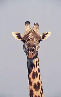 Neck: THORNICROFT'S GIRAFFE - close-up of head